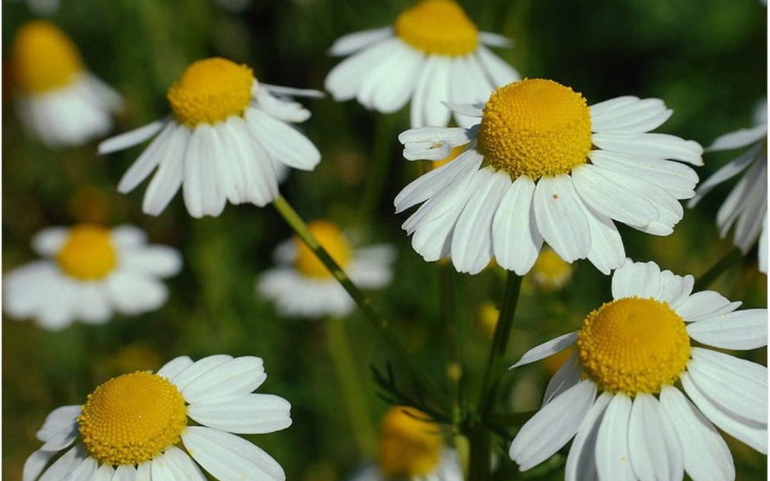 Chamomile: The Natural Solution for Anxious Horses